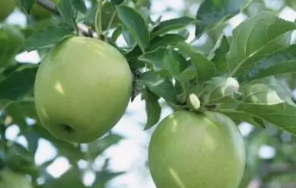 预防苹果日灼病